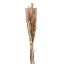 Picture of DRIED FLOWER BOUQUET - NATURAL/CREAM