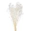 Picture of DRIED FLOWERS - GYPSOPHILA DREAM STAR 70cm (100 grams) BLEACHED