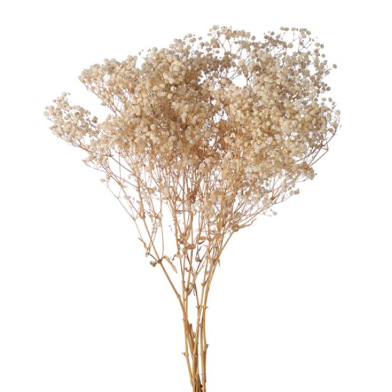 Picture of DRIED FLOWERS - GYPSOPHILA BABYS BREATH 70cm (120 grams) CREAM