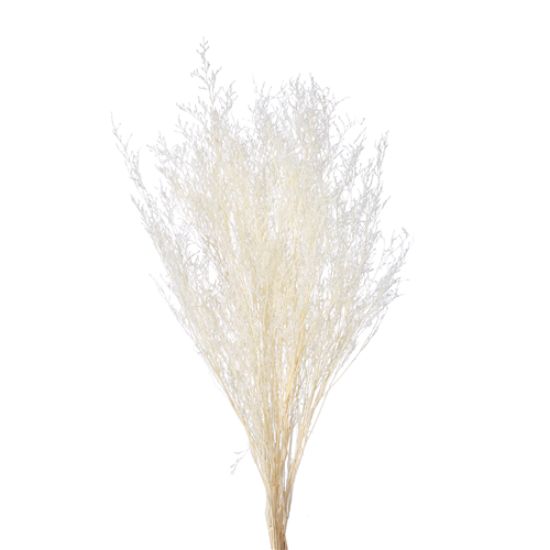 Picture of DRIED FLOWERS - LIMONIUM 70cm (100 grams) BLEACHED