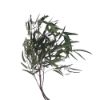 Picture of DRIED FLOWERS - EUCALYPTUS WILLOW LEAF 70cm (100 grams) GREEN