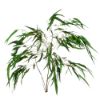 Picture of DRIED FLOWERS - EUCALYPTUS WILLOW LEAF 70cm (100 grams) GREEN