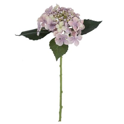 Picture of 45cm BUDDING HYDRANGEA LILAC