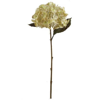 Picture of 52cm LARGE BUDDING HYDRANGEA DRY COLOUR CREAM