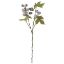 Picture of 43cm RICINUS (CASTOR OIL) SPRAY DRY COLOUR GREY