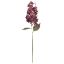 Picture of 72cm PANICLE HYDRANGEA DRY COLOUR BURGUNDY