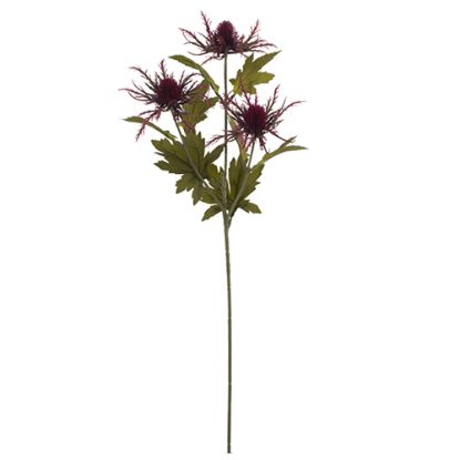 Picture of 66cm ERYNGIUM (SEA HOLLY) SPRAY DRY COLOUR BURGUNDY