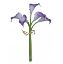 Picture of 35cm REAL TOUCH CALLA LILY BUNDLE (5 STEMS) PURPLE/WHITE