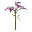 Picture of 35cm REAL TOUCH CALLA LILY BUNDLE (5 STEMS) CERISE/WHITE