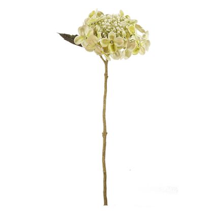 Picture of 52cm BUDDING HYDRANGEA DRY COLOUR CREAM