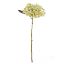 Picture of 52cm BUDDING HYDRANGEA DRY COLOUR CREAM