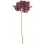 Picture of 52cm BUDDING HYDRANGEA DRY COLOUR BURGUNDY