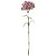 Picture of 55cm DIANTHUS SPRAY DRY COLOUR PINK