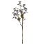Picture of 63cm FORGET-ME-NOT SPRAY DRY COLOUR GREY