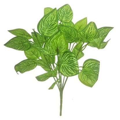 Picture of 32cm FITTTONIA BUSH GREEN