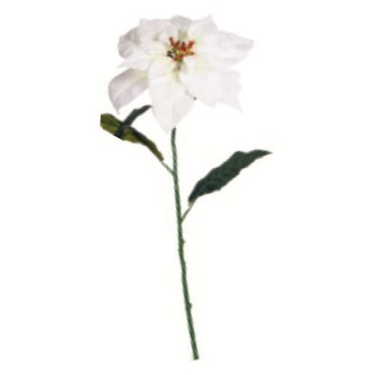 Picture of 62cm SINGLE POINSETTIA WHITE