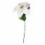 Picture of 66cm SINGLE POINSETTIA WHITE