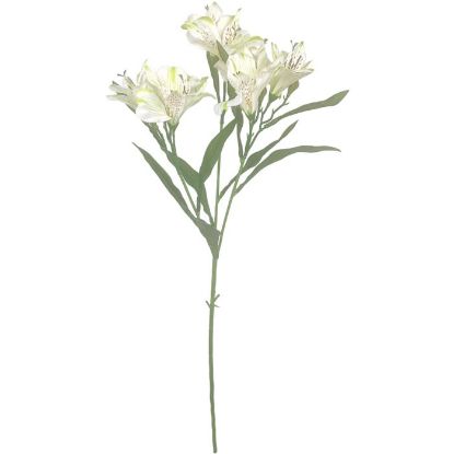 Picture of 70cm ALSTROEMERIA SPRAY IVORY