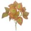 Picture of 30cm COLEUS BUSH RED/GREEN
