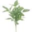 Picture of 32cm PILEA ALIMINIUM BUSH GREEN/WHITE