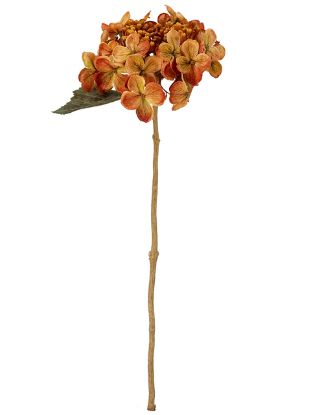 Picture of 52cm BUDDING HYDRANGEA DRY COLOUR ORANGE