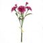 Picture of 40cm CARNATION BUNDLE (3 STEMS) WITH RAFFIA TIE BEAUTY/CREAM