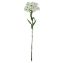 Picture of 55cm DIANTHUS SPRAY IVORY