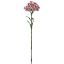 Picture of 55cm DIANTHUS SPRAY BEAUTY/WHITE