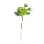 Picture of 45cm RANUNCULUS SPRAY GREEN