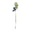 Picture of 67cm PREMIUM SINGLE LARGE GLOBE ROSE GREEN