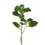 Picture of 32cm MINT LEAF SPRAY DARK GREEN