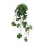 Picture of 80cm PREMIUM MONSTERA LEAF TRAIL GREEN