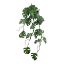 Picture of 80cm PREMIUM MONSTERA LEAF TRAIL STRIPED GREEN