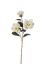 Picture of 80cm LARGE MAGNOLIA SPRAY IVORY