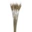 Picture of DRIED FLOWERS - WHEAT (APPROX. 50 STEMS) NATURAL
