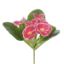 Picture of 24cm PANSY BUSH FUCHSIA