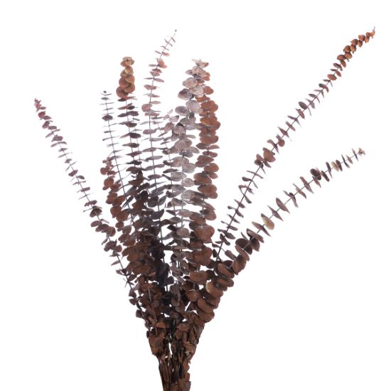 Picture of DRIED FLOWERS - EUCALYPTUS (10 STEMS) ORANGE