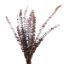 Picture of DRIED FLOWERS - EUCALYPTUS (10 STEMS) ORANGE