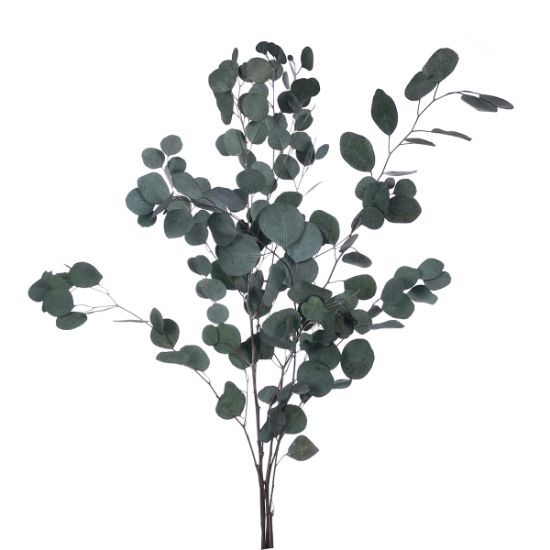 Picture of DRIED FLOWERS - EUCALYPTUS (100 grams) GREEN