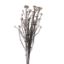 Picture of DRIED FLOWERS - RICE FLOWER WRAPPED (100 grams) WHITE
