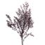 Picture of DRIED FLOWERS - LEAF SPRAY (100 grams) DARK RED