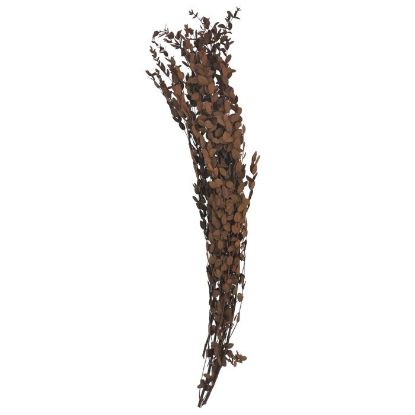 Picture of DRIED FLOWERS - LEAF SPRAY (100 grams) ORANGE