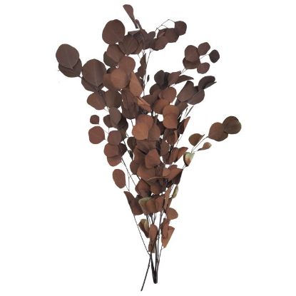 Picture of DRIED FLOWERS - EUCALYPTUS (100 grams) ORANGE/BURGUNDY