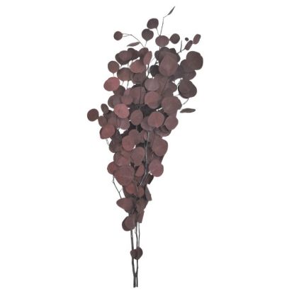 Picture of DRIED FLOWERS - EUCALYPTUS (100 grams) DARK RED