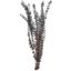 Picture of DRIED FLOWERS - EUCALYPTUS (10 STEMS) DARK RED