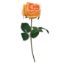 Picture of 41cm REAL TOUCH GLOBE ROSE ORANGE