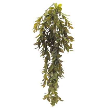 Picture of 76cm TRAILING RUSCUS BUSH GREEN/BROWN