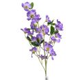 Picture for category Dogwood