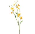 Picture for category Saxifraga