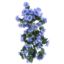Picture of 56cm NASTURTIUM TRAILING BUSH LILAC/BLUE